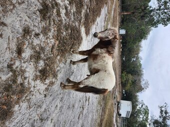 "Appy Acres Dreaming In Color" Sorrel Colt American Miniature