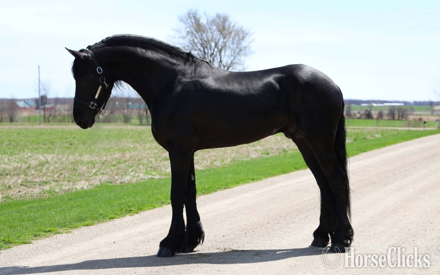 "Woodruff" Black Stallion Friesian in Ontario