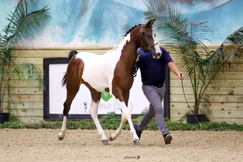 "KA Trilogy" Pinto Gelding Arabian Cross