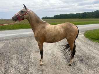 "Lady " Buckskin Mare Shetland Pony