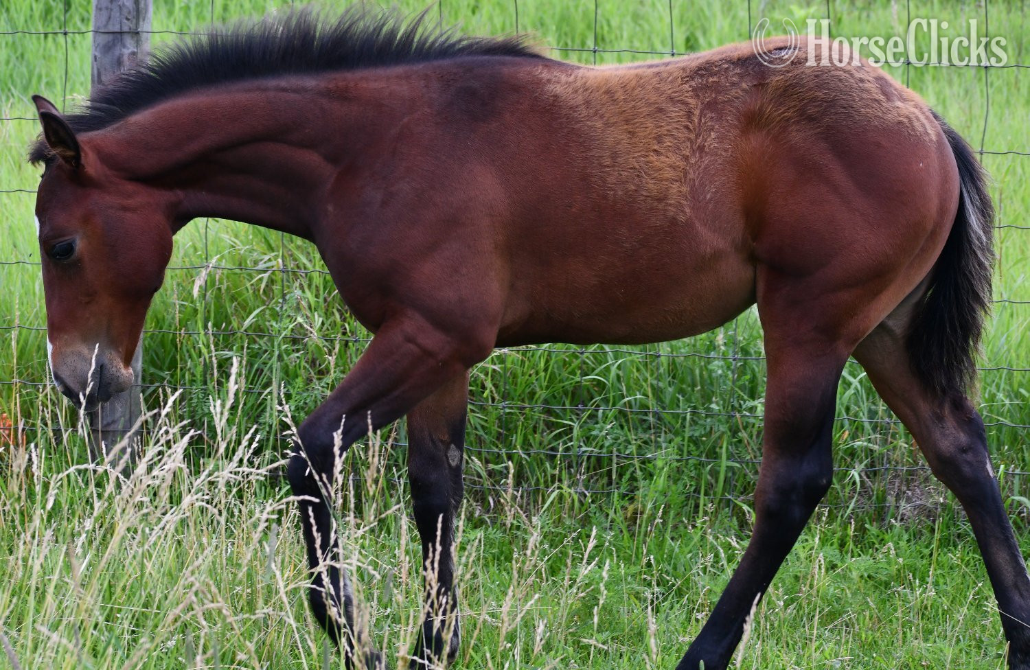 "Jimbo" Bay Colt Quarter Horse in Missouri