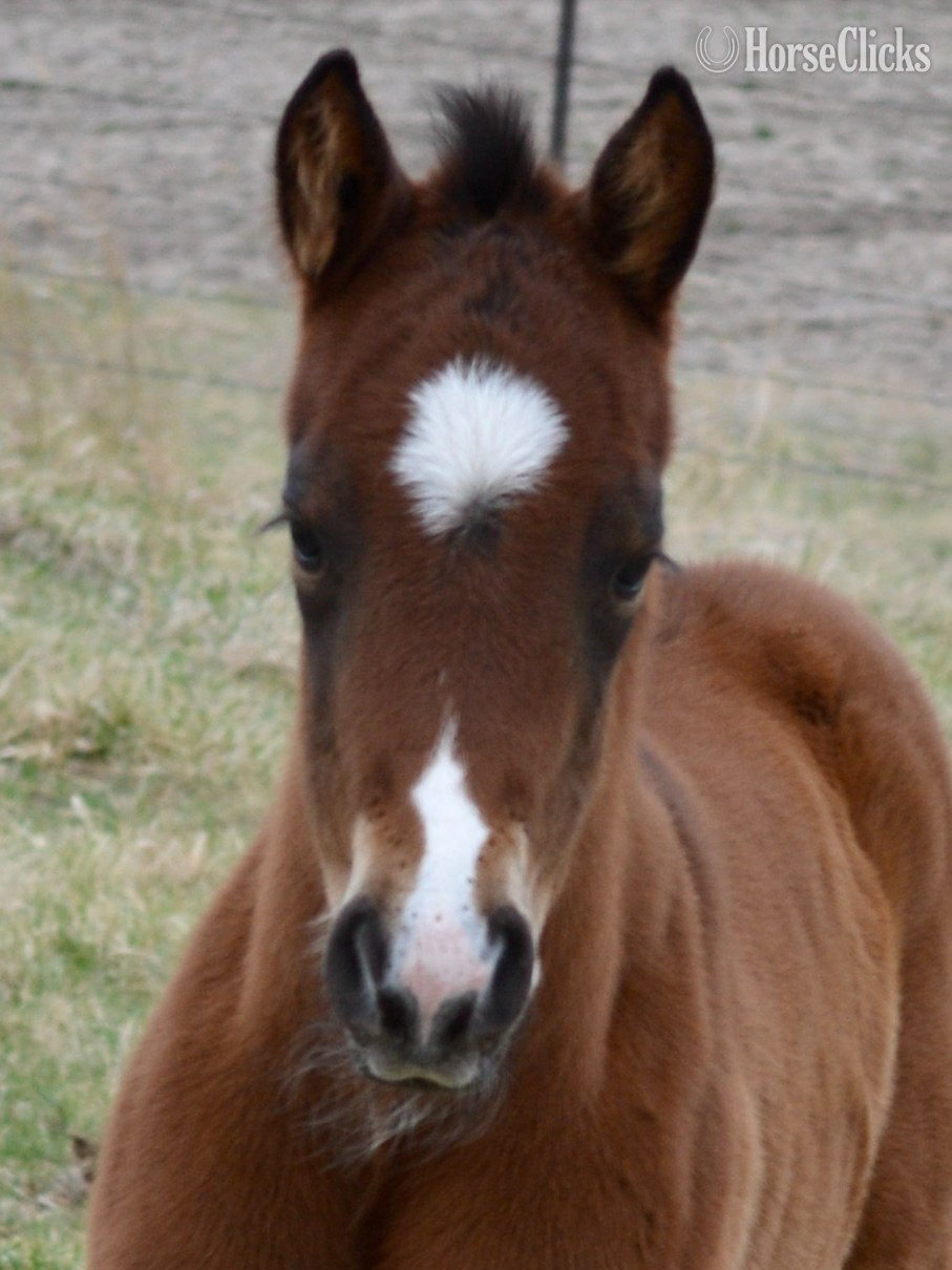 "Jimbo" Bay Colt Quarter Horse