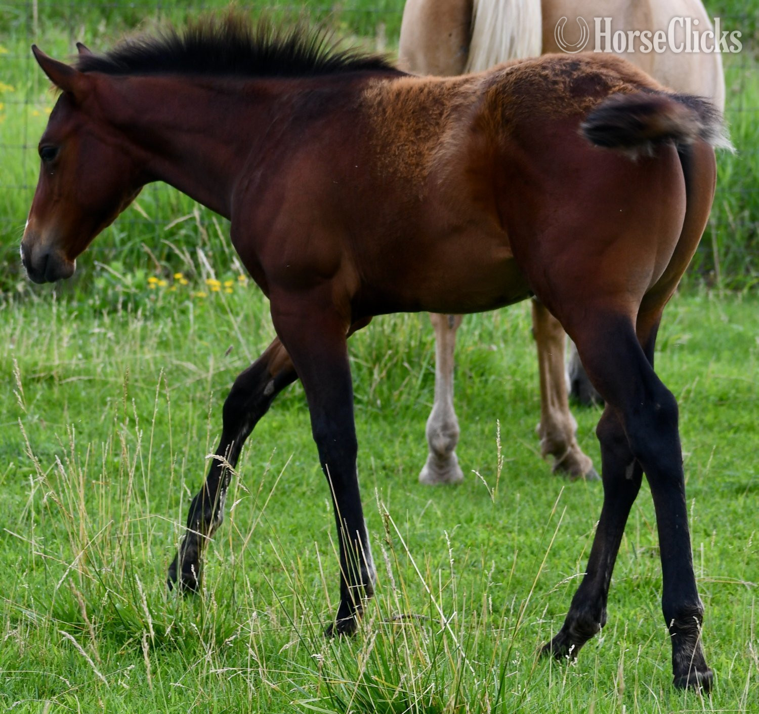 "Jimbo" Bay Colt Quarter Horse