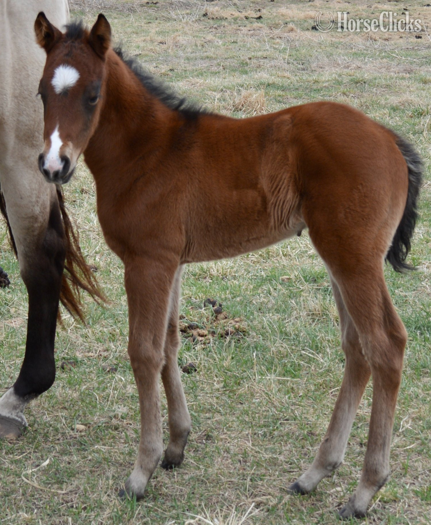 Missouri "Jimbo" Bay Colt Quarter Horse
