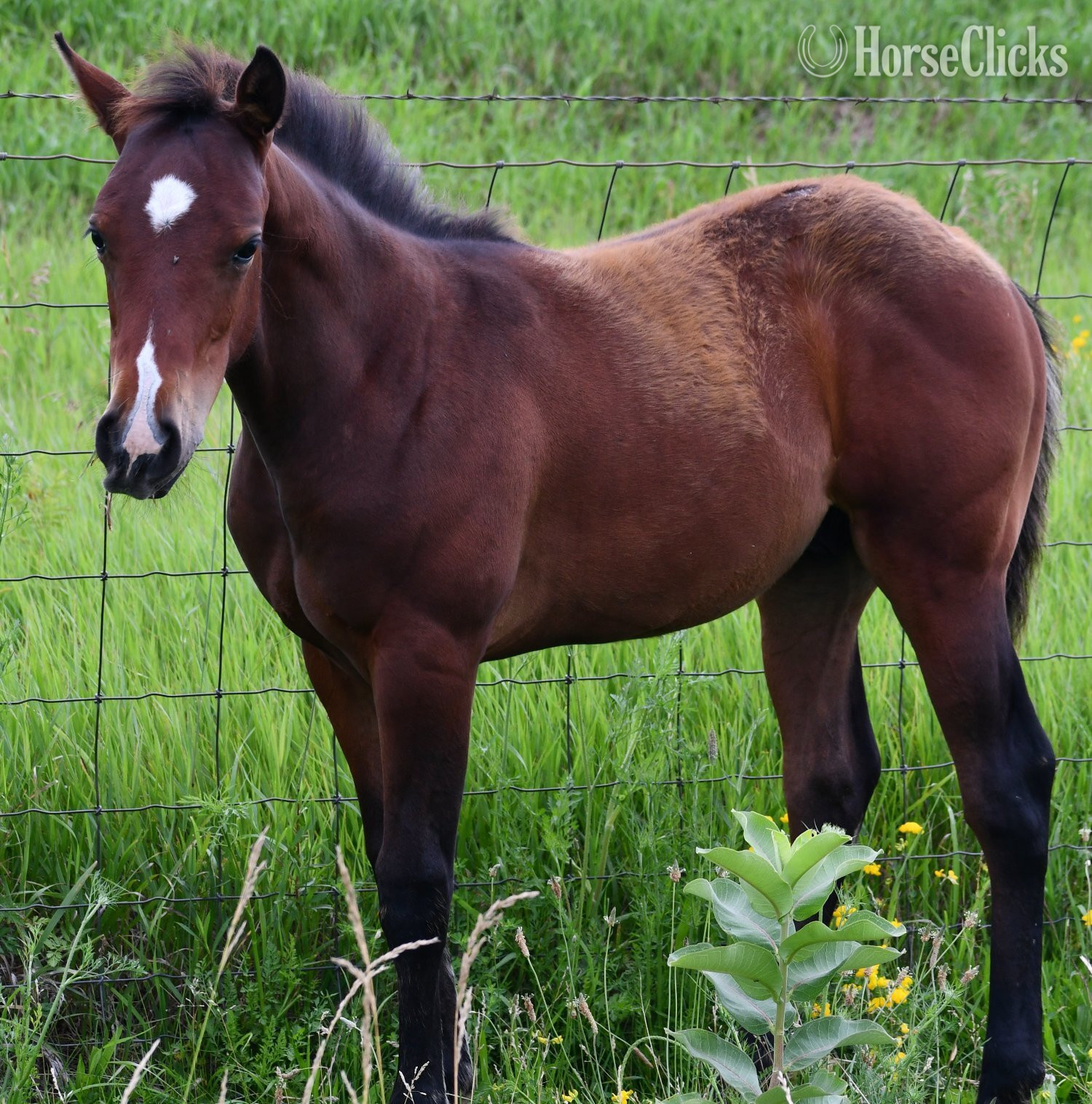 Missouri "Jimbo" Bay Colt Quarter Horse