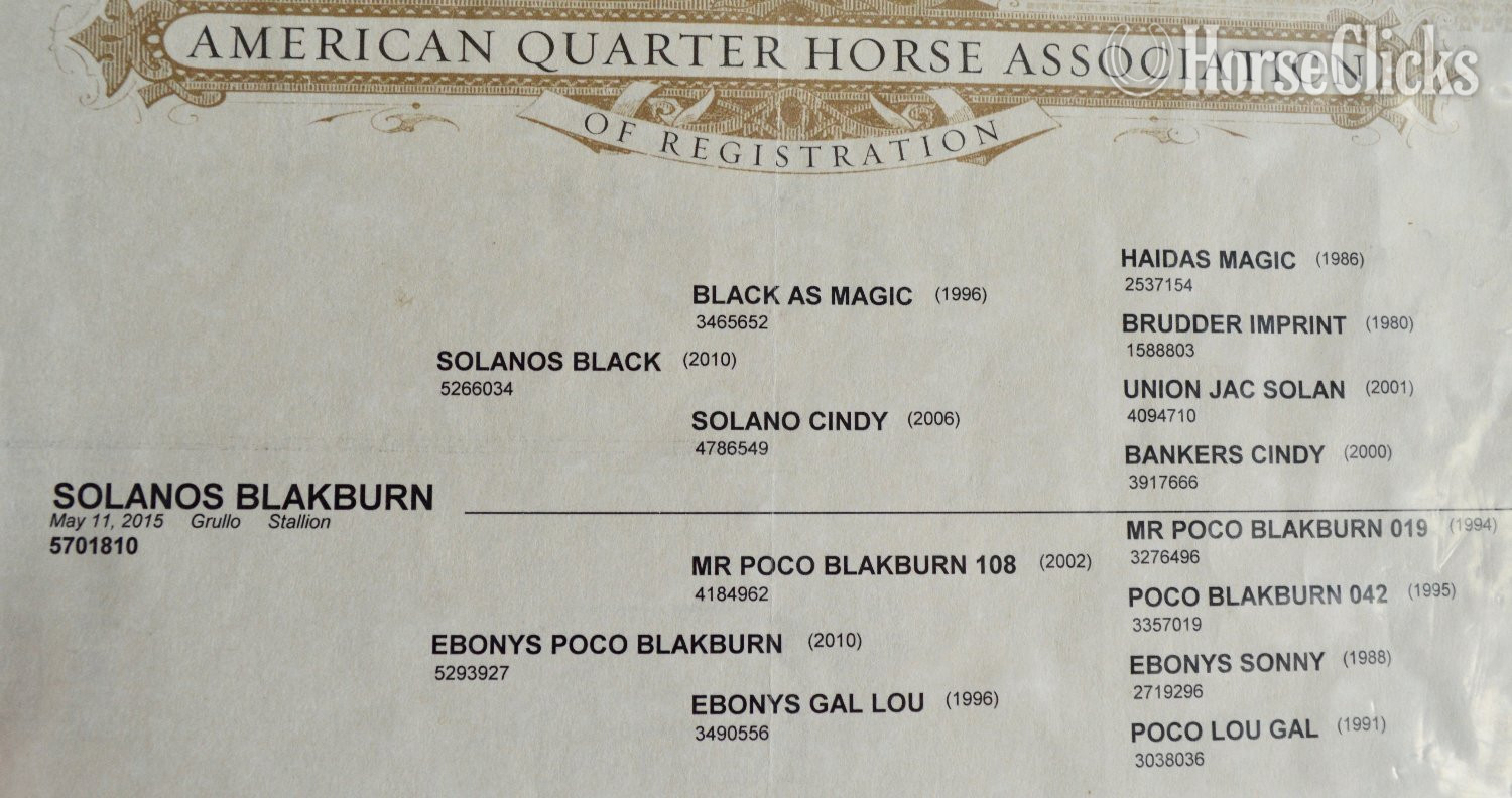 "Jimbo" Bay Colt Quarter Horse - Quarter Horse in Missouri