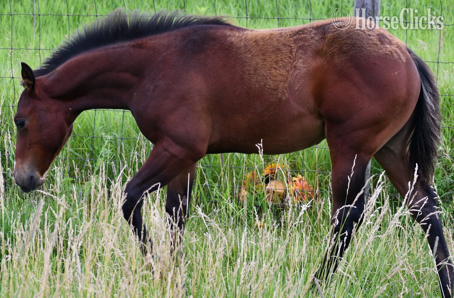 "Jimbo" Bay Colt Quarter Horse - Quarter Horse in Missouri