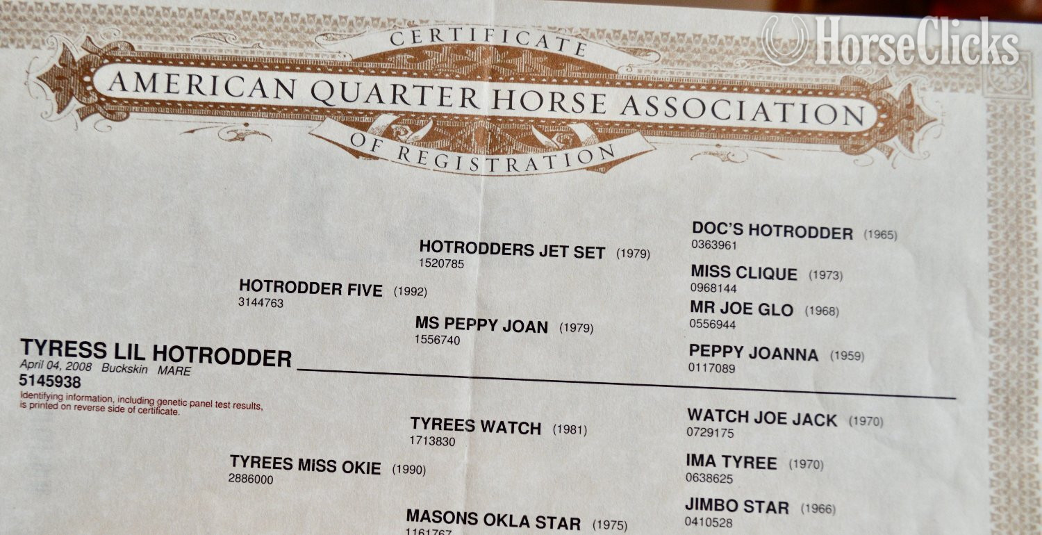 "Jimbo" Bay Colt Quarter Horse - Quarter Horse