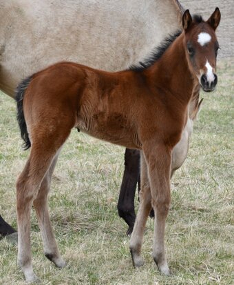 "Jimbo" Bay Colt Quarter Horse