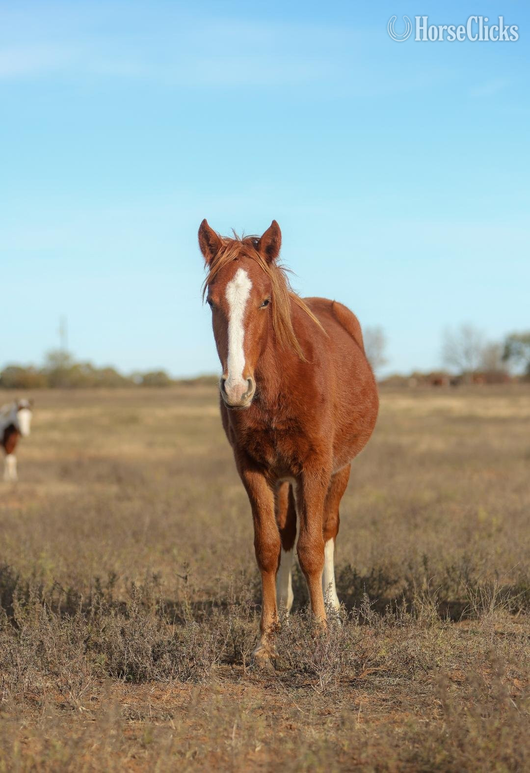 "nickel" Sorrel Gelding Mustang in Illinois