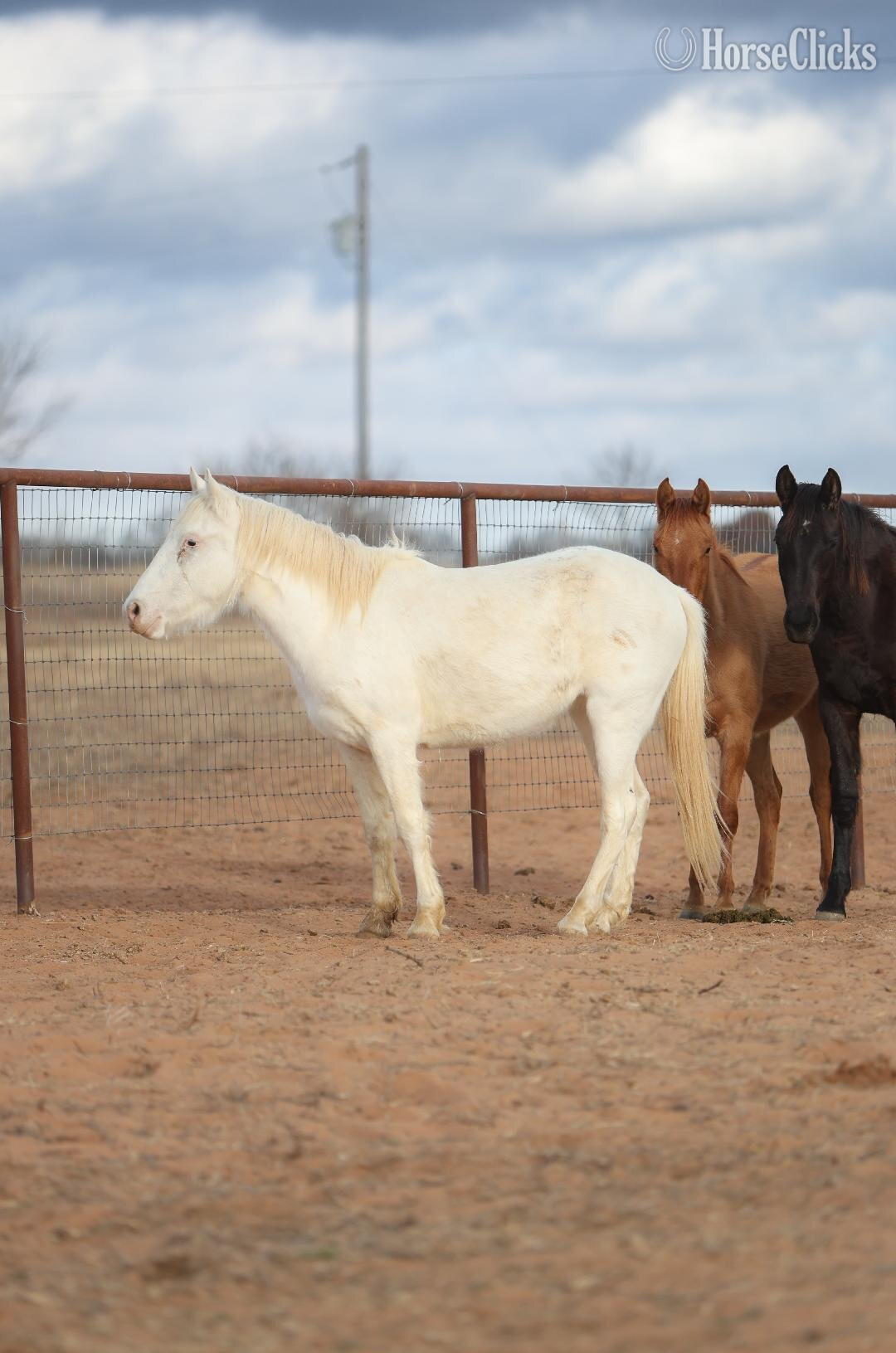 "nickel" Sorrel Gelding Mustang
