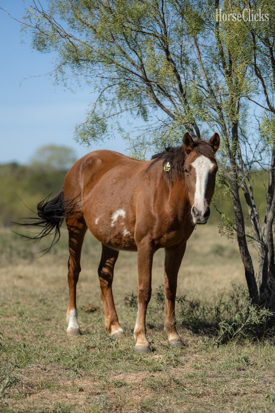 Illinois "nickel" Sorrel Gelding Mustang