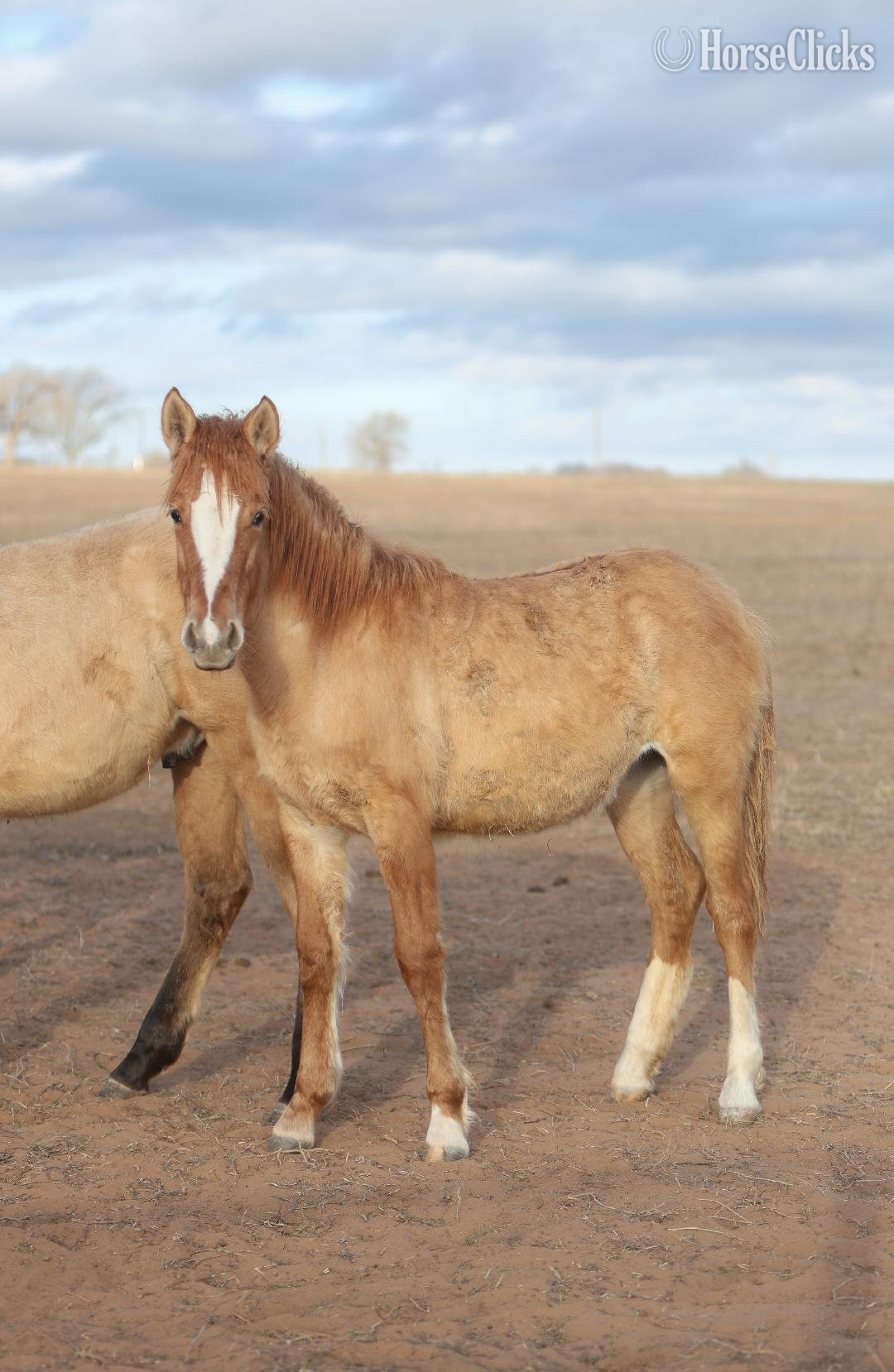 "nickel" Sorrel Gelding Mustang - Mustang in Illinois