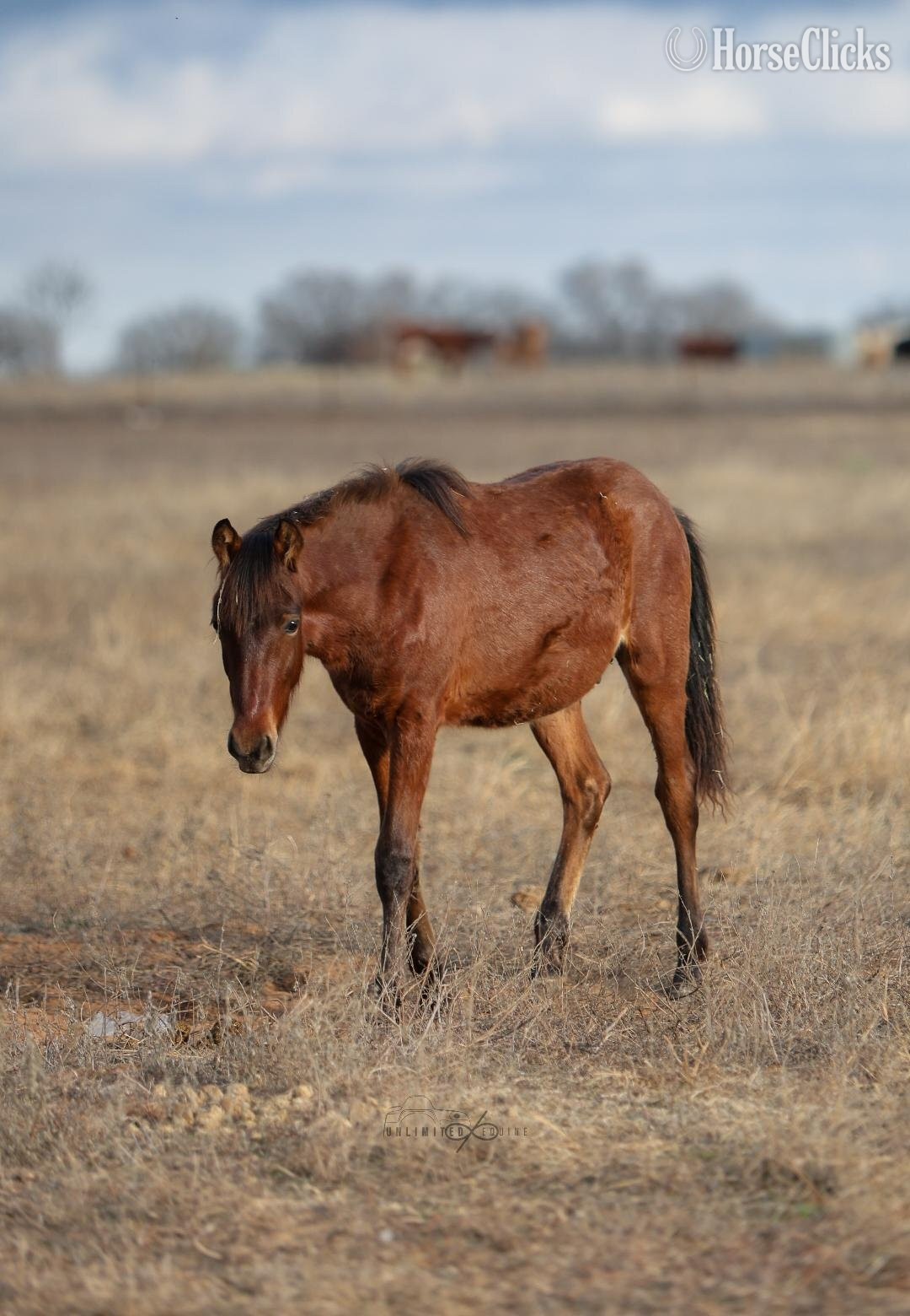 "nickel" Sorrel Gelding Mustang - Mustang