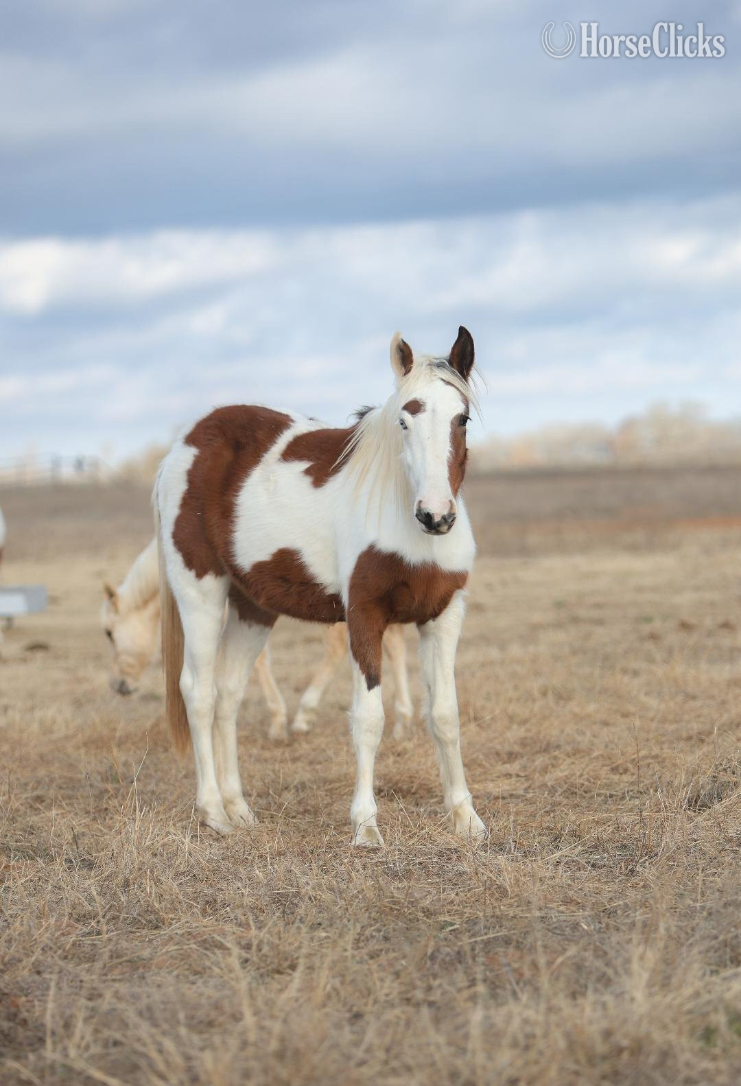 "nickel" Sorrel Gelding Mustang Illinois