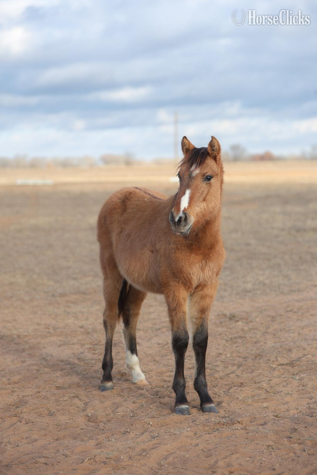 Mustang - "nickel" Sorrel Gelding Mustang in Illinois