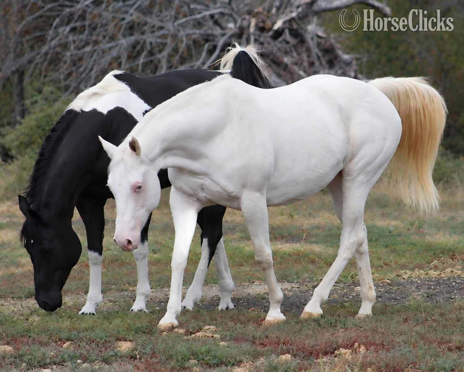 "MISS MAGICAL GUNNER" Bay Mare Paint