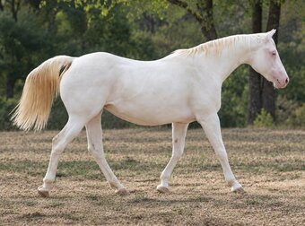 "MISS MAGICAL GUNNER" Bay Mare Paint