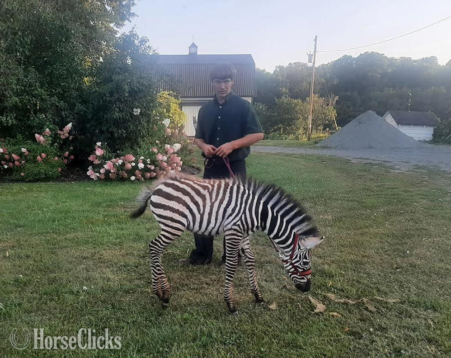 "Zeus"  Colt Zebra in Colorado