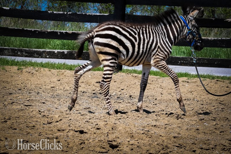 "Zeus"  Colt Zebra