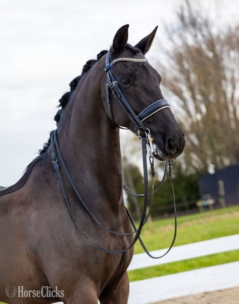 "Kingsley" Black Gelding Warmblood