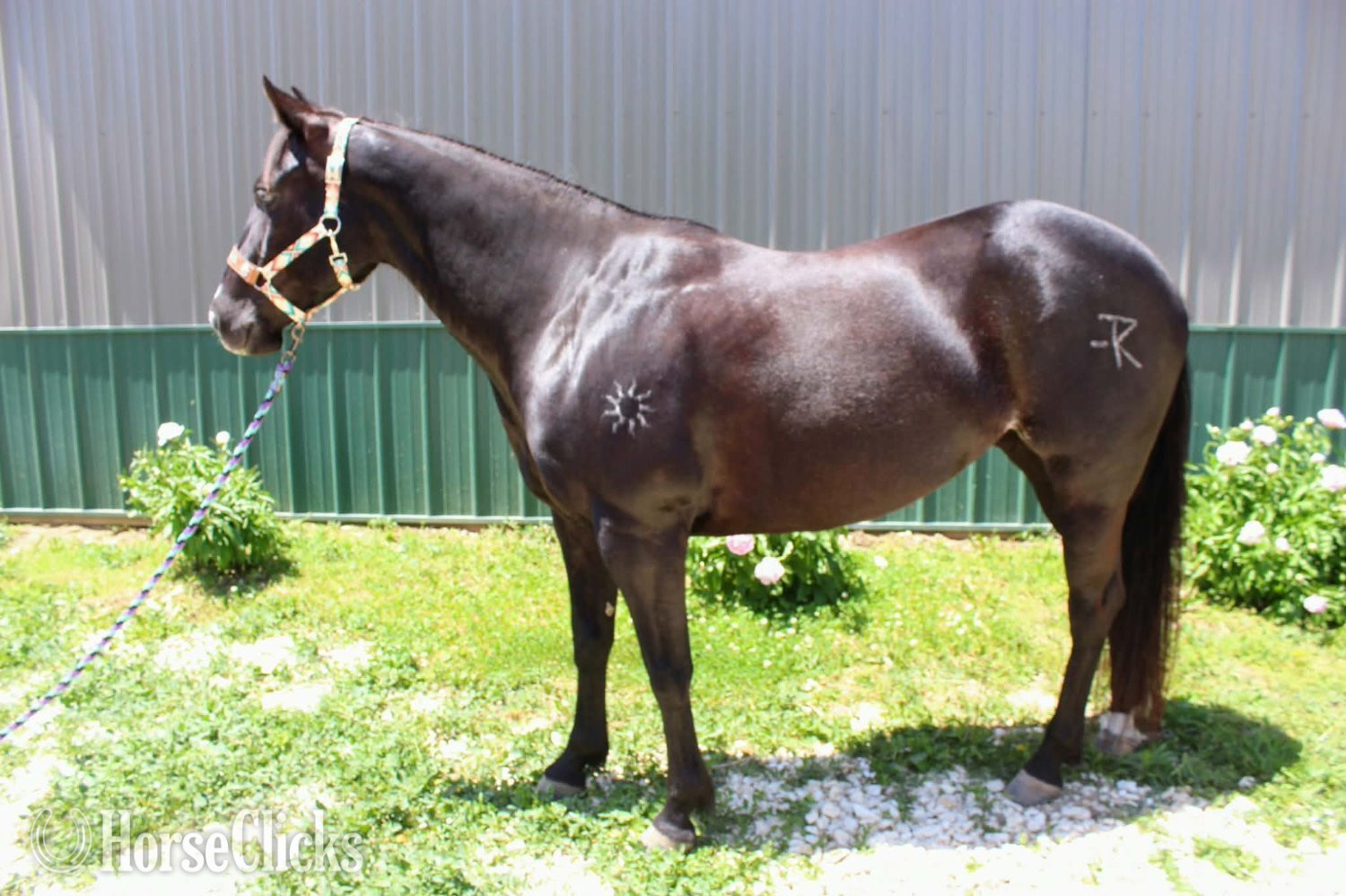 "BLACK HOLICATTIN" Black Mare Paint in Nebraska