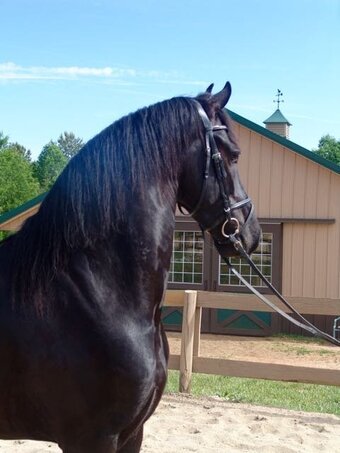 "George" Black Gelding Friesian