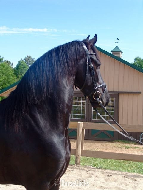 "George" Black Gelding Friesian in Texas