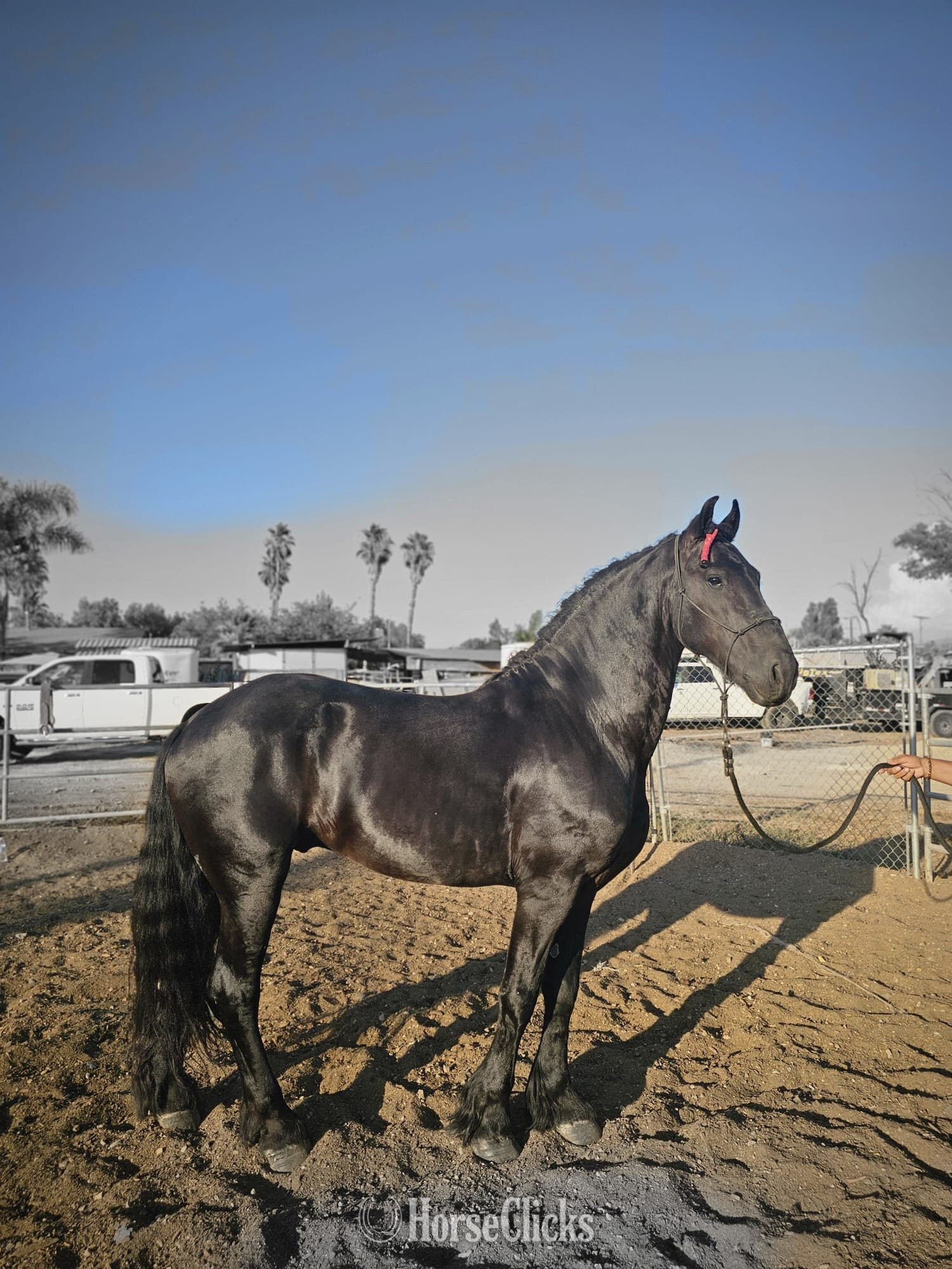 "REY AZ" Black Stallion Andalusian in California