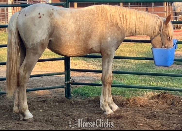 "Harley" Red Roan Gelding Draft in Missouri