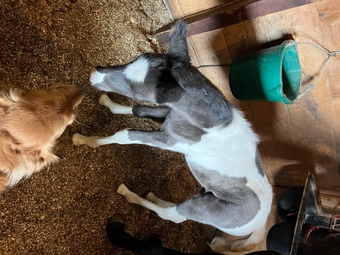 "A Traveling Desperado (Dezzy)" Spotted Colt Spotted Saddle