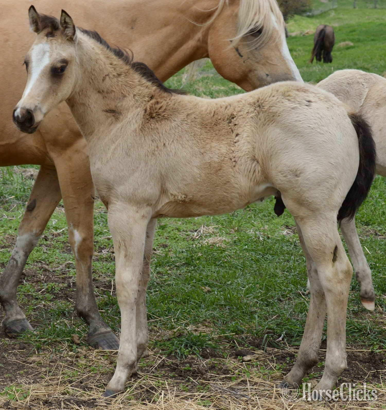 "Chappo" Buckskin Colt Quarter Horse in Missouri