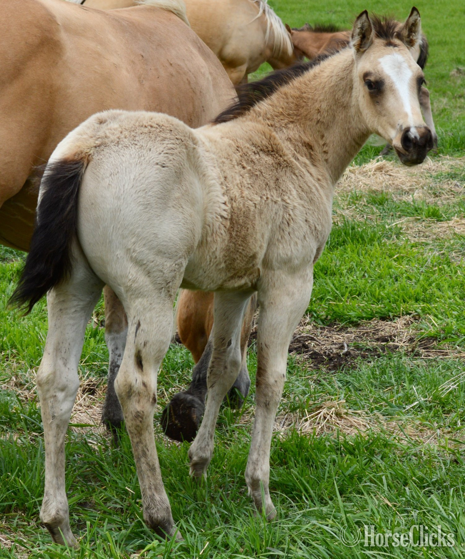 "Chappo" Buckskin Colt Quarter Horse
