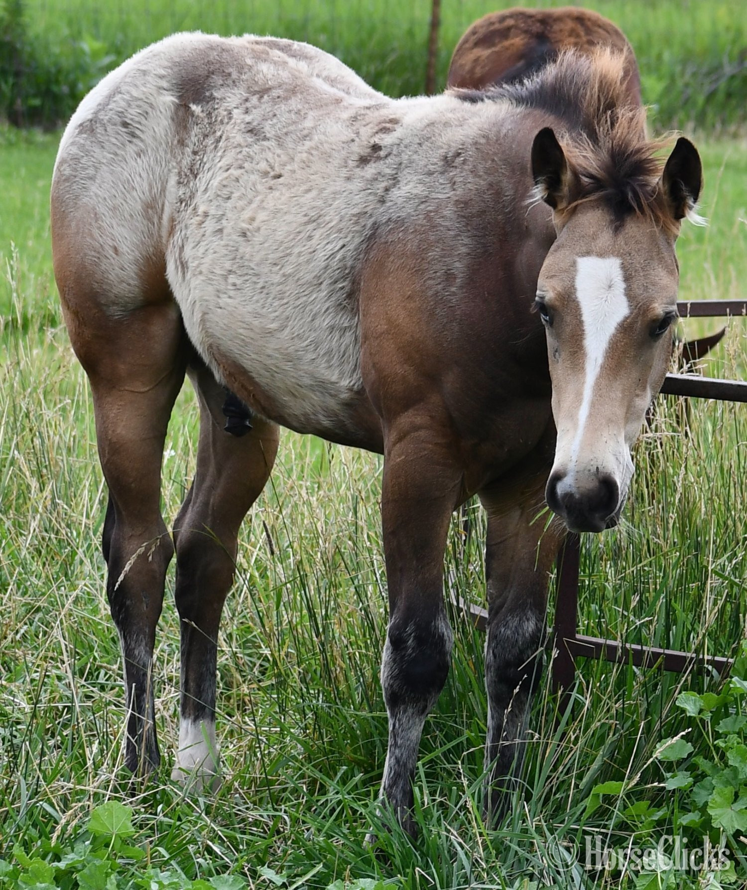 "Chappo" Buckskin Colt Quarter Horse