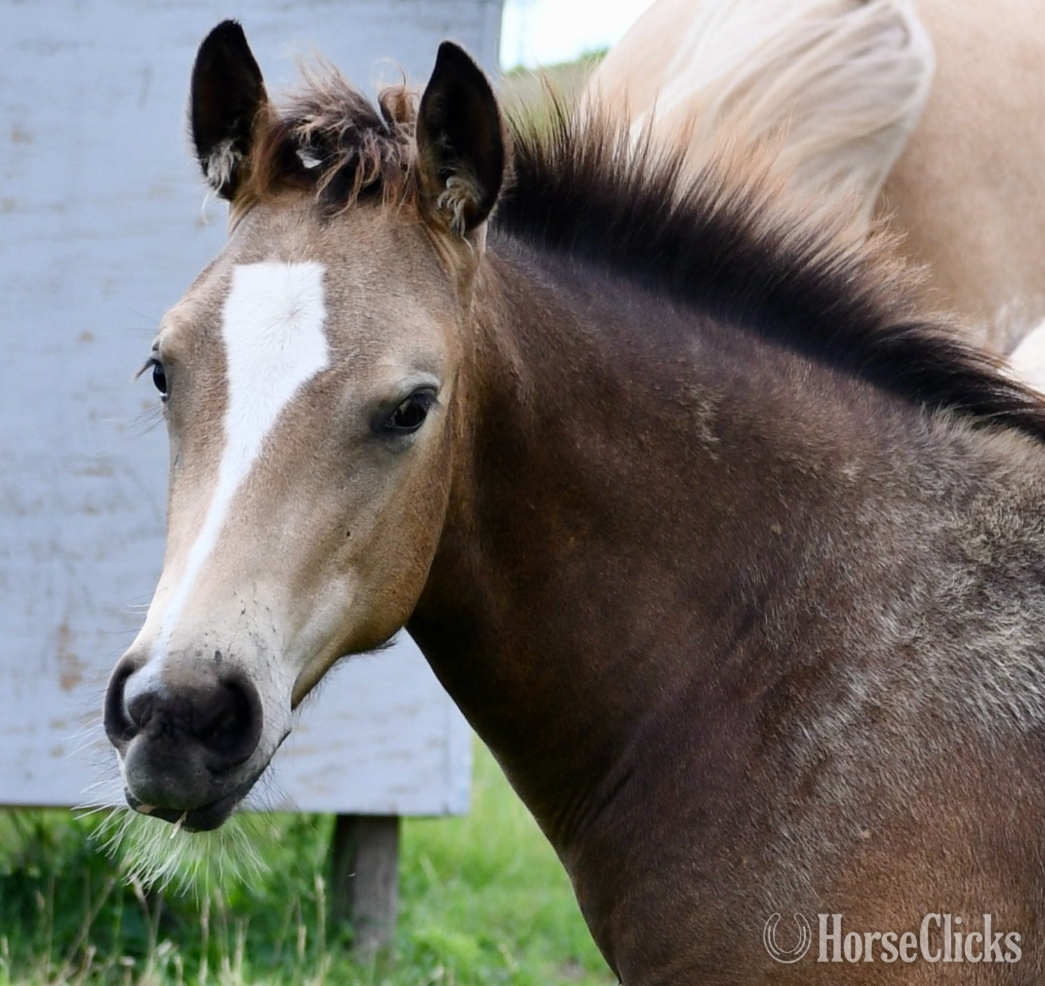 Missouri "Chappo" Buckskin Colt Quarter Horse