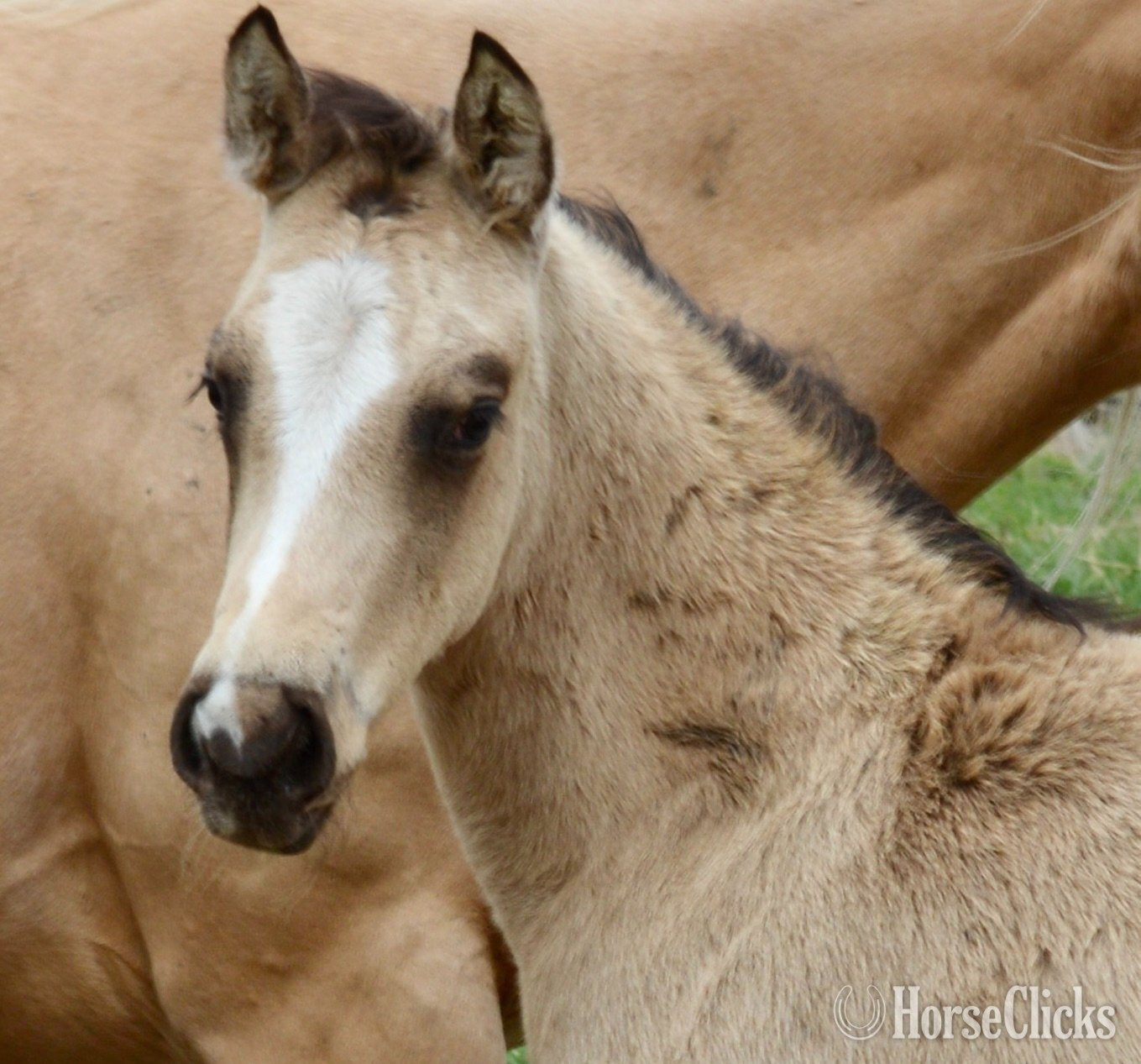 "Chappo" Buckskin Colt Quarter Horse - Quarter Horse in Missouri