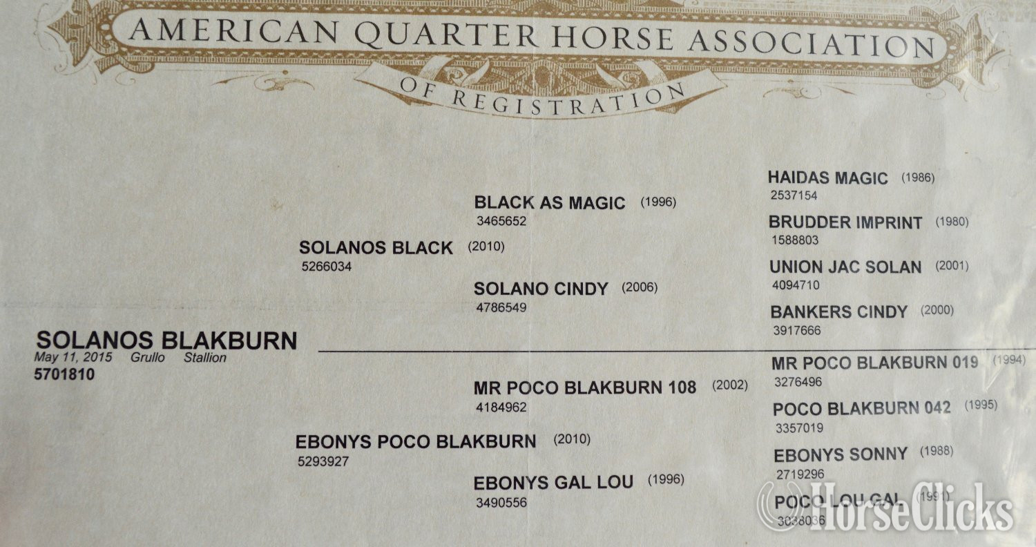 "Chappo" Buckskin Colt Quarter Horse - Quarter Horse