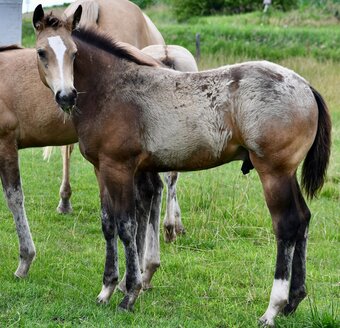 "Chappo" Buckskin Colt Quarter Horse