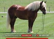 "Hershey's Barney" Chestnut Gelding Belgian