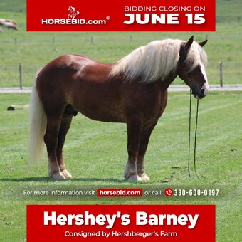 "Hershey's Barney" Chestnut Gelding Belgian