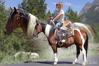 "Pumba" Tabiano Gelding Morgan