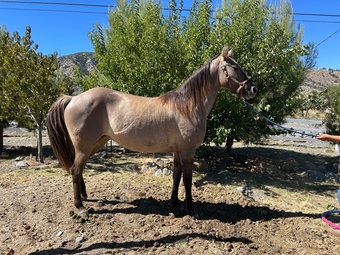 "Liberty" Grullo Mare Kentucky Mountain
