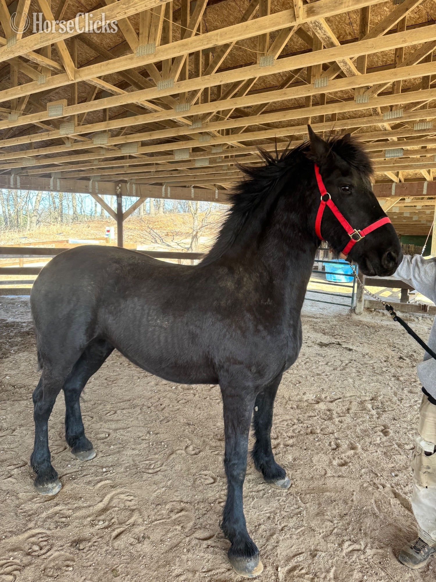"Traveler" Black Filly Friesian in Wisconsin