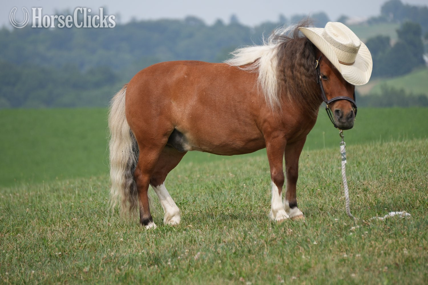 "Marshall " Pinto Gelding Pony in Ohio