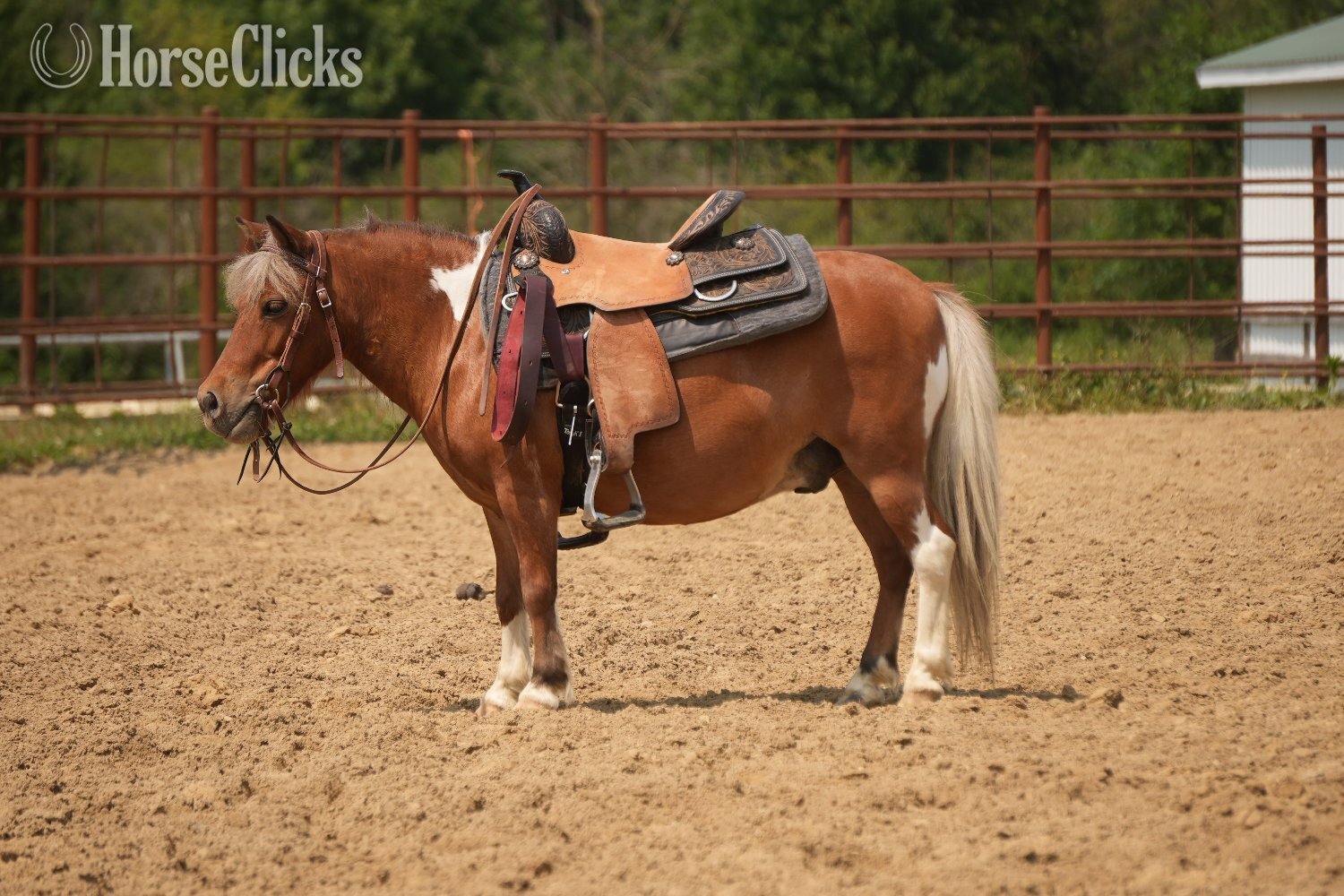 "Marshall " Pinto Gelding Pony