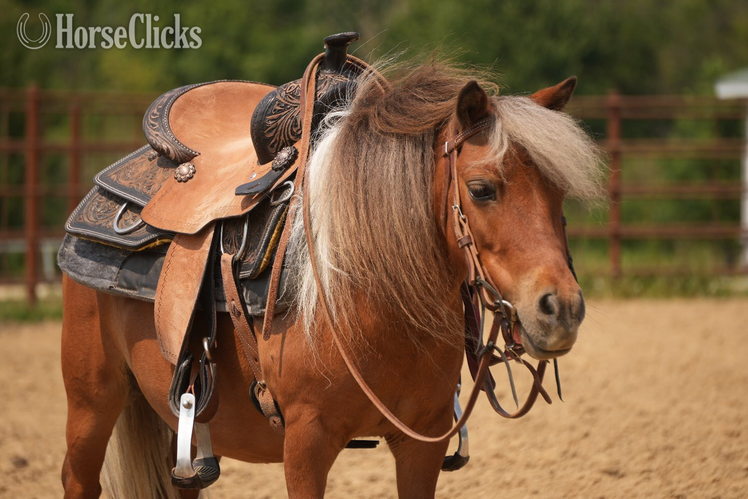 Ohio "Marshall " Pinto Gelding Pony