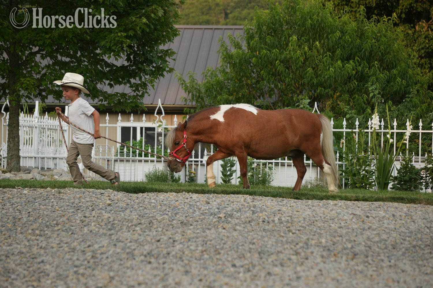 "Marshall " Pinto Gelding Pony - Pony in Ohio