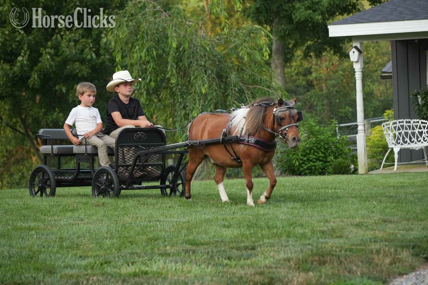 "Marshall " Pinto Gelding Pony - Pony