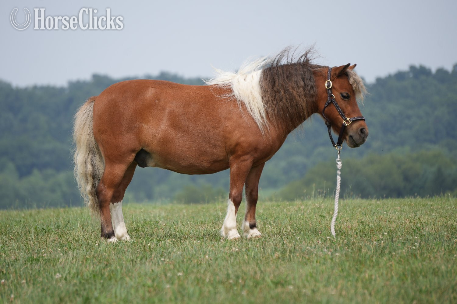 Pony - "Marshall " Pinto Gelding Pony