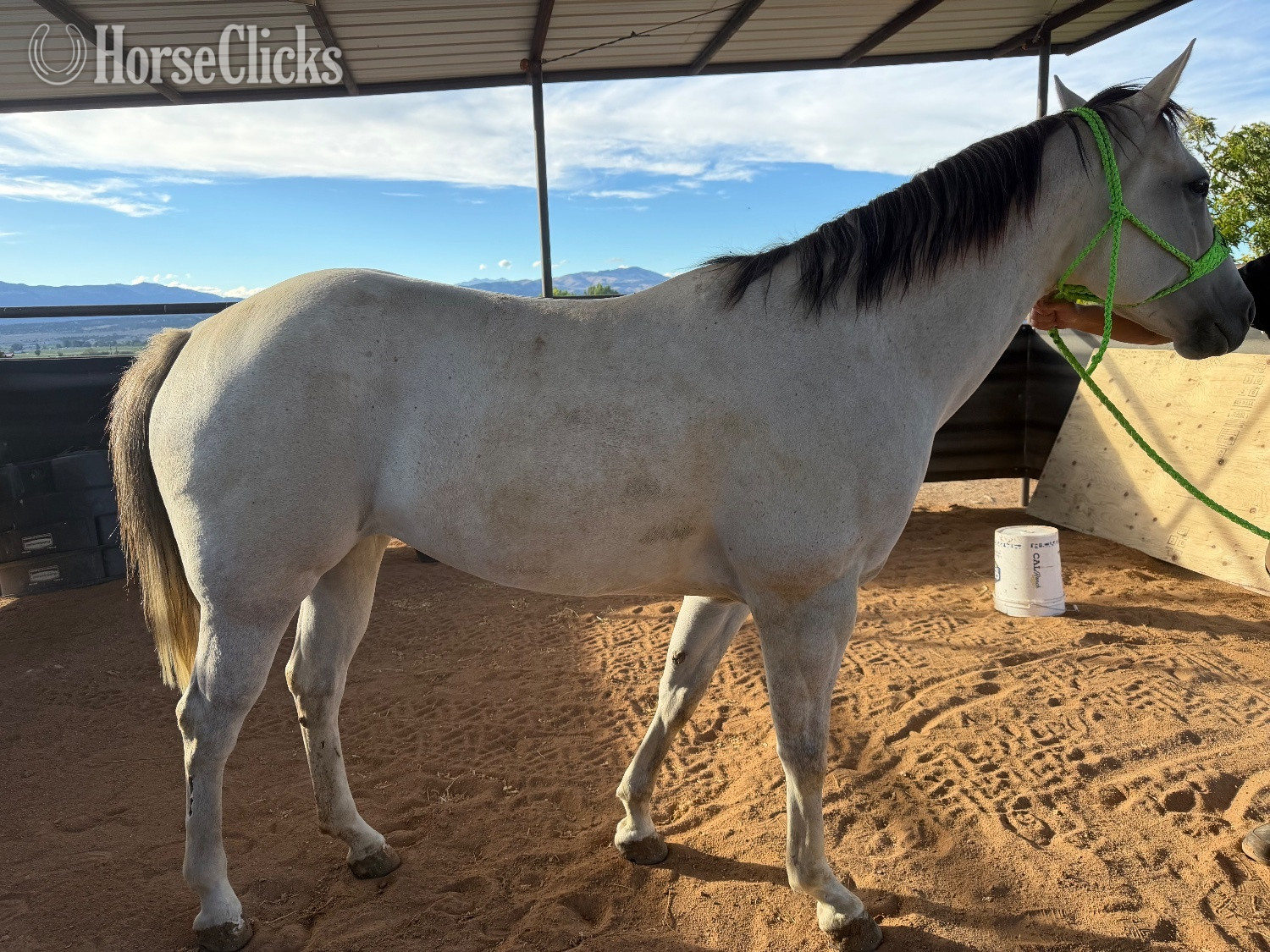 Quarter Horse - "Cora " Grey Mare Quarter Horse